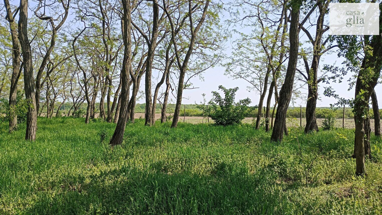 micsa-proprietate-la-tara-teren (17)