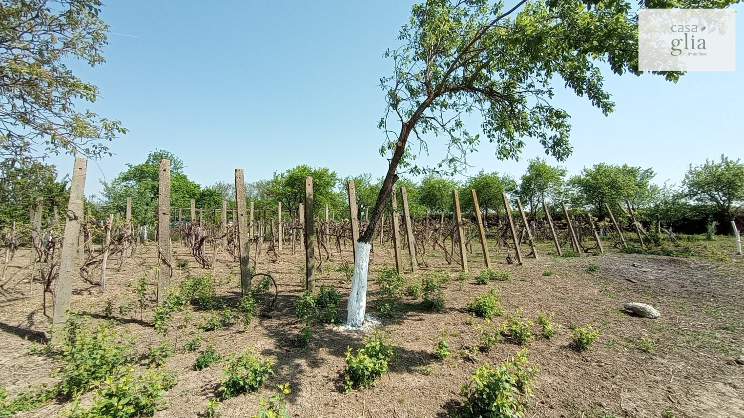 micsa-proprietate-la-tara-teren (8)