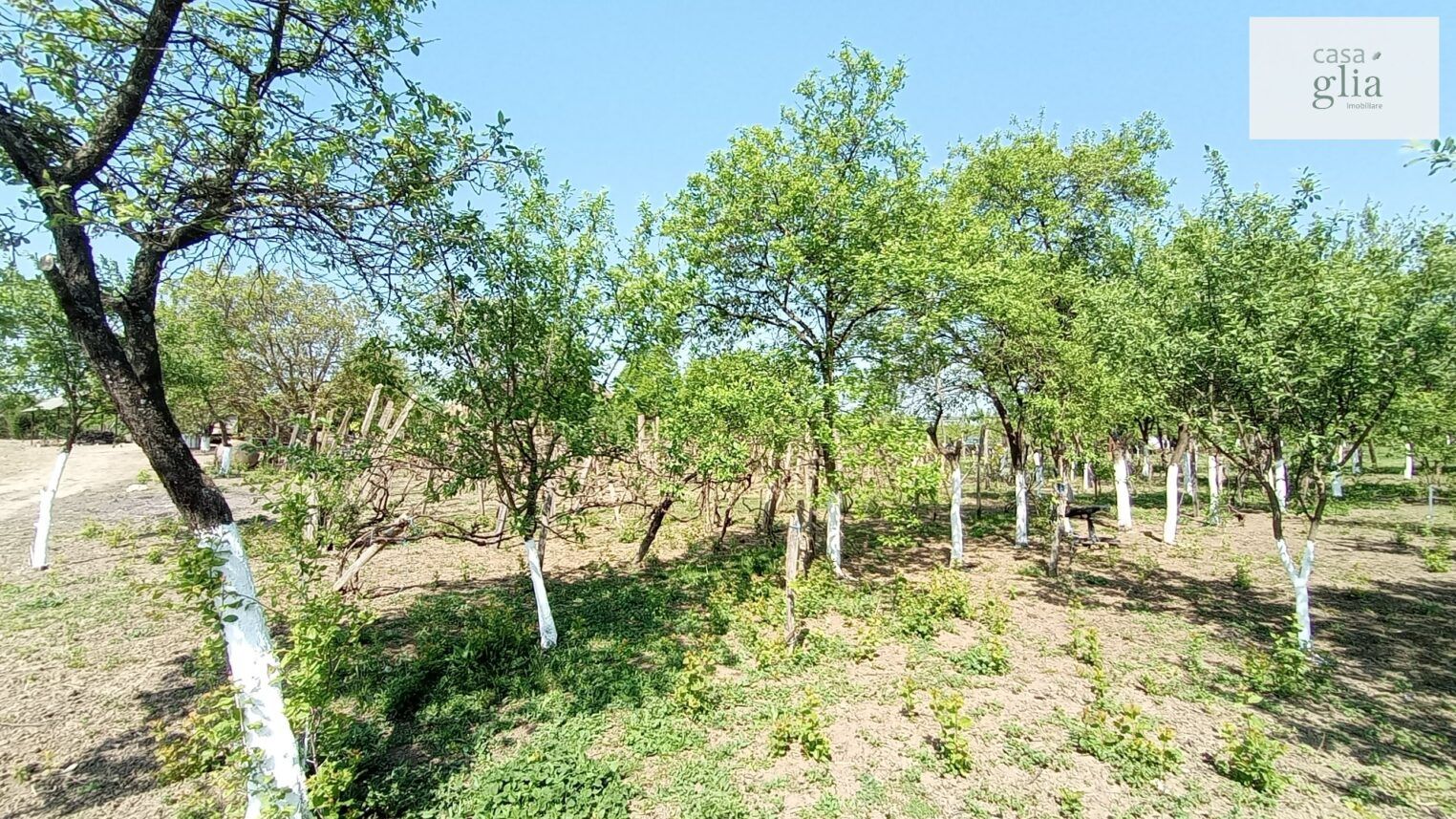 micsa-proprietate-la-tara-teren (9)