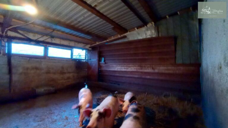 slaughterhouse-abatoir-horia (34)