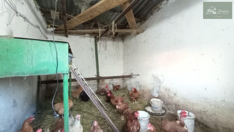 slaughterhouse-abatoir-horia (35)