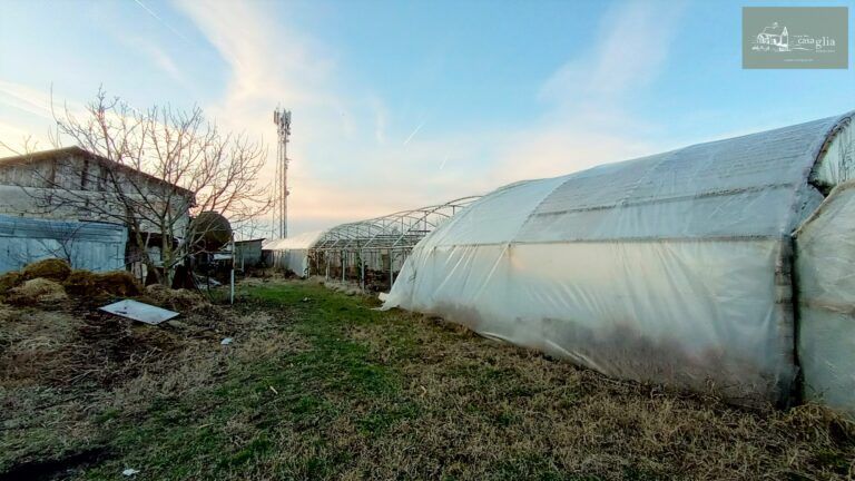 slaughterhouse-abatoir-horia (36)