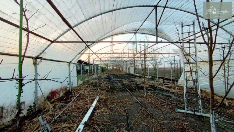 slaughterhouse-abatoir-horia (38)