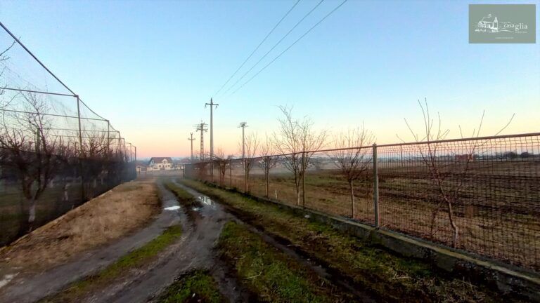 slaughterhouse-abatoir-horia (40)