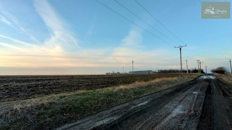 slaughterhouse-abatoir-horia (41)