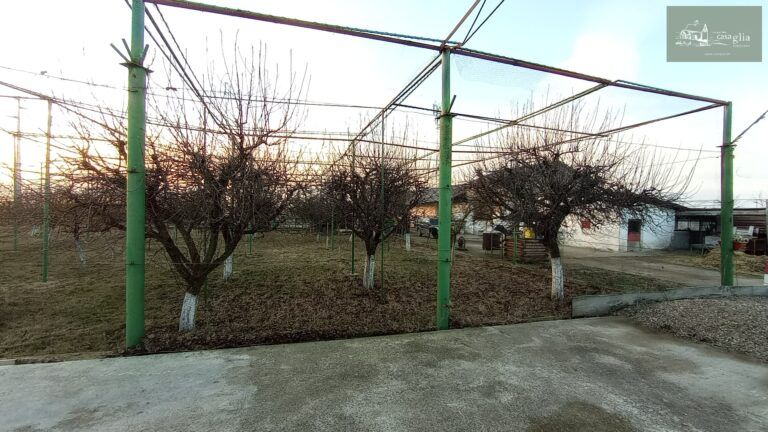 slaughterhouse-abatoir-horia (42)