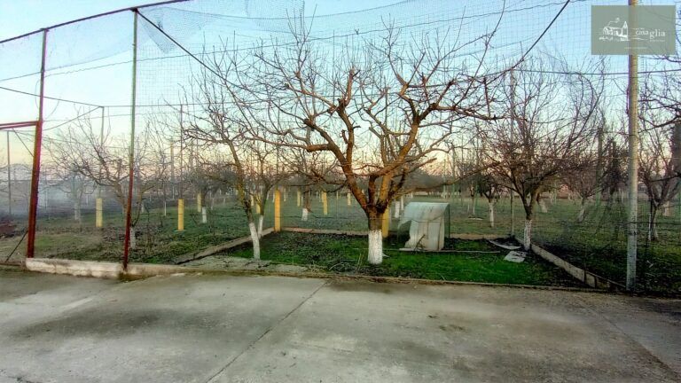 slaughterhouse-abatoir-horia (43)