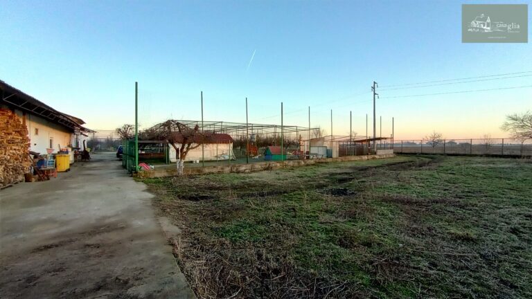 slaughterhouse-abatoir-horia (49)