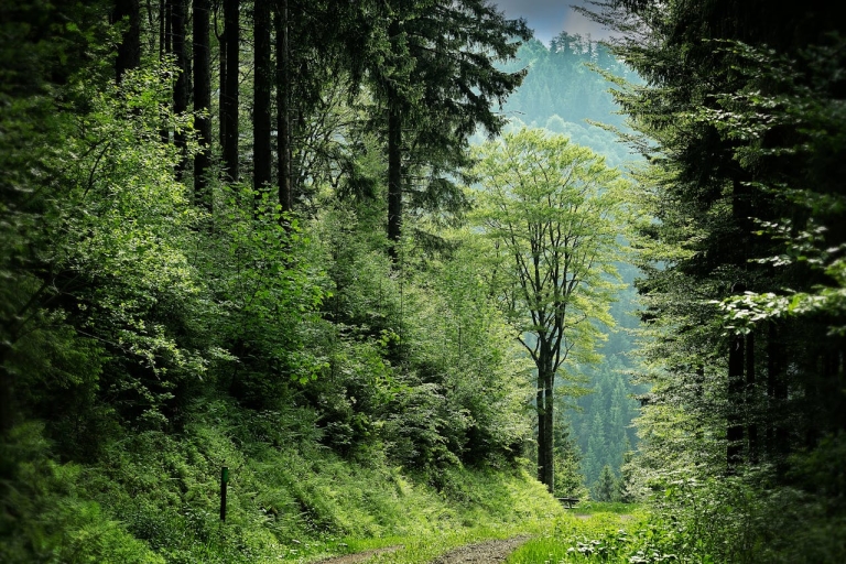 forest-for-sale-romania