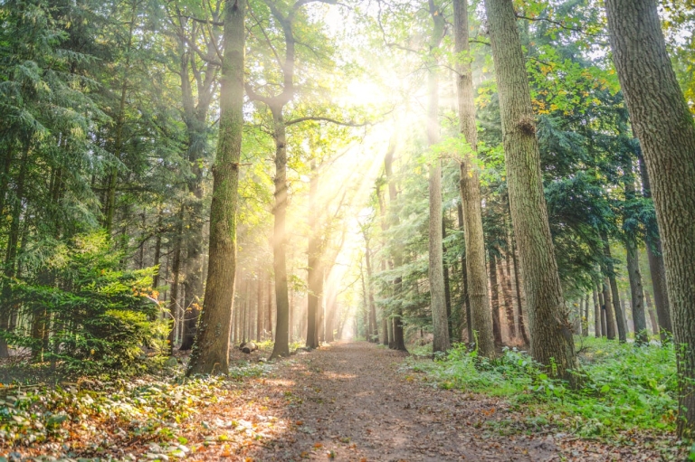 forest-land-for-sale-romania