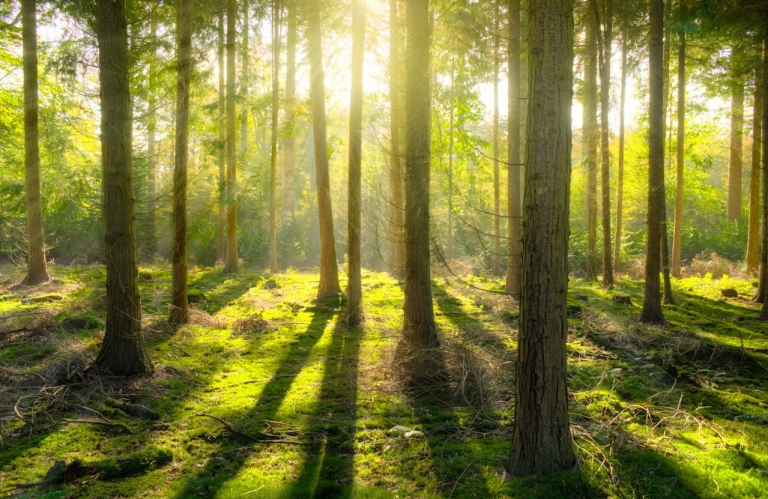 forests-for-sale-romania