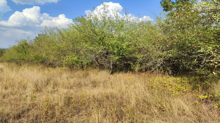 farm-orchard-livada-lpva108ha (42)
