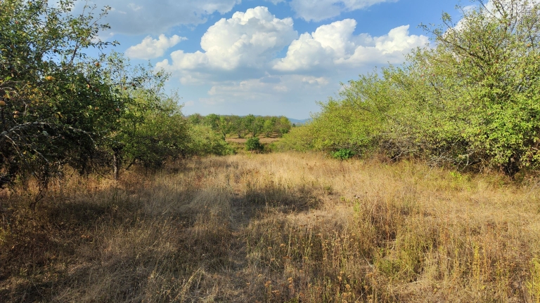 farm-orchard-livada-lpva108ha (43)