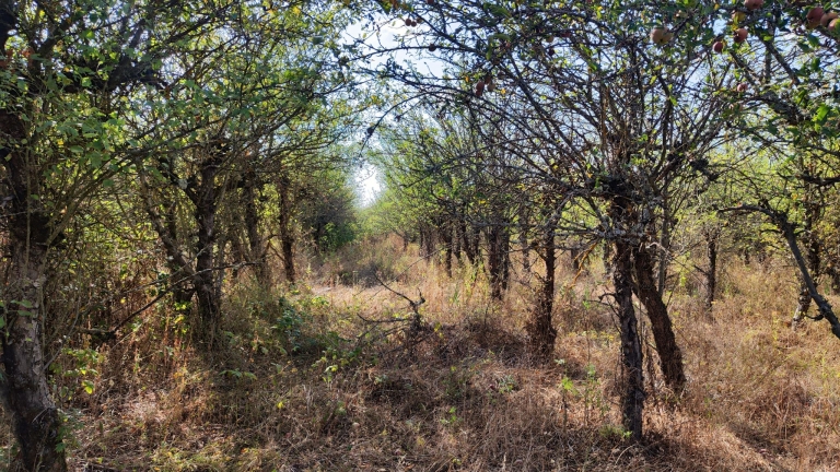 farm-orchard-livada-lpva108ha (44)
