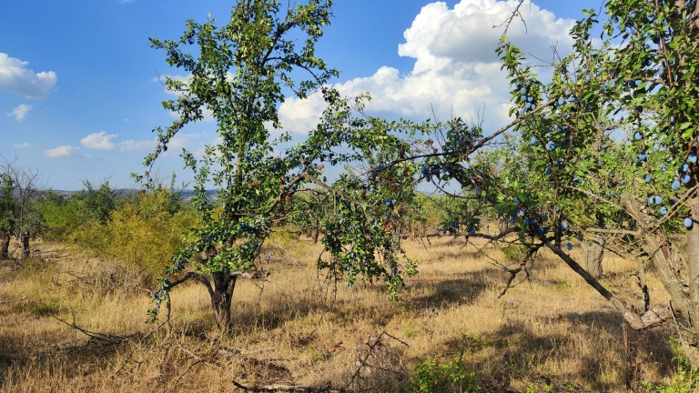 farm-orchard-livada-lpva108ha (46)