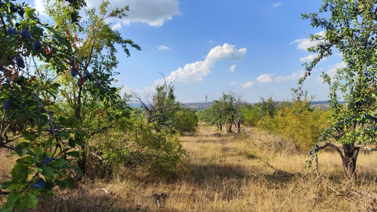 farm-orchard-livada-lpva108ha (47)