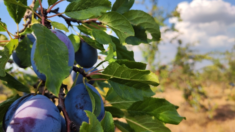farm-orchard-livada-lpva108ha (48)