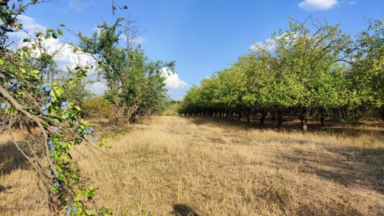 farm-orchard-livada-lpva108ha (49)
