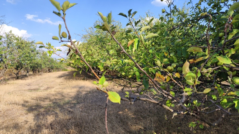 farm-orchard-livada-lpva108ha (50)