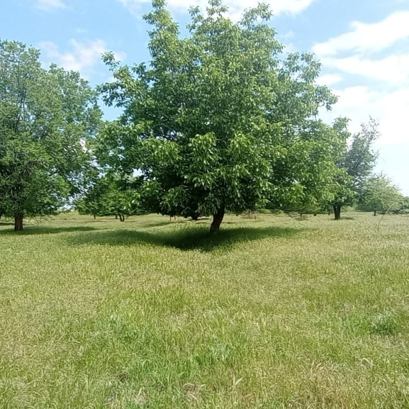 cattle-farm-infra-4m (13)