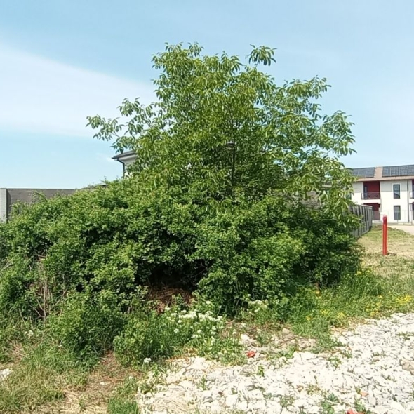 plot2-947mp-20fs (15)