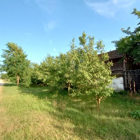 Teren de vanzare constructie casa Șimand Arad