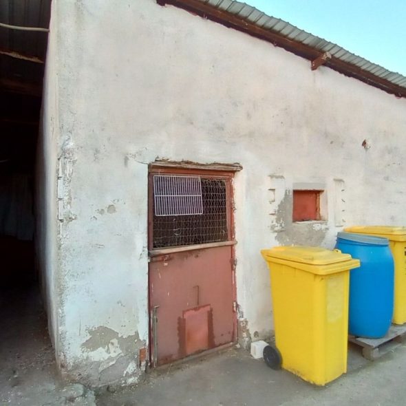 slaughterhouse-abatoir-horia (33)