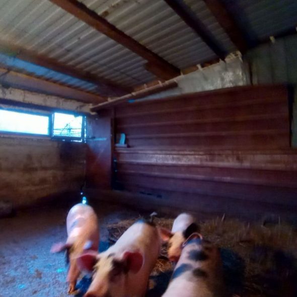 slaughterhouse-abatoir-horia (34)