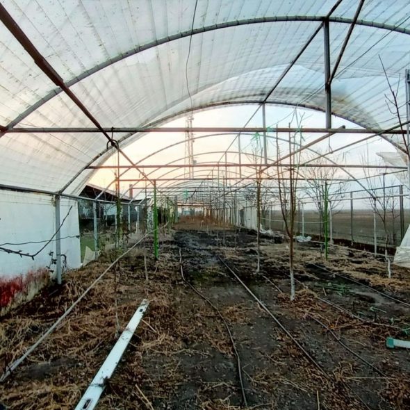 slaughterhouse-abatoir-horia (38)