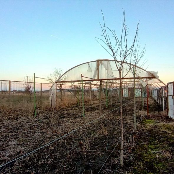 slaughterhouse-abatoir-horia (39)